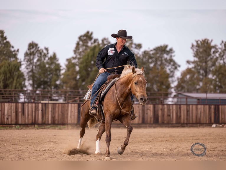 American Quarter Horse Castrone 5 Anni 150 cm Palomino in Canistota, SD