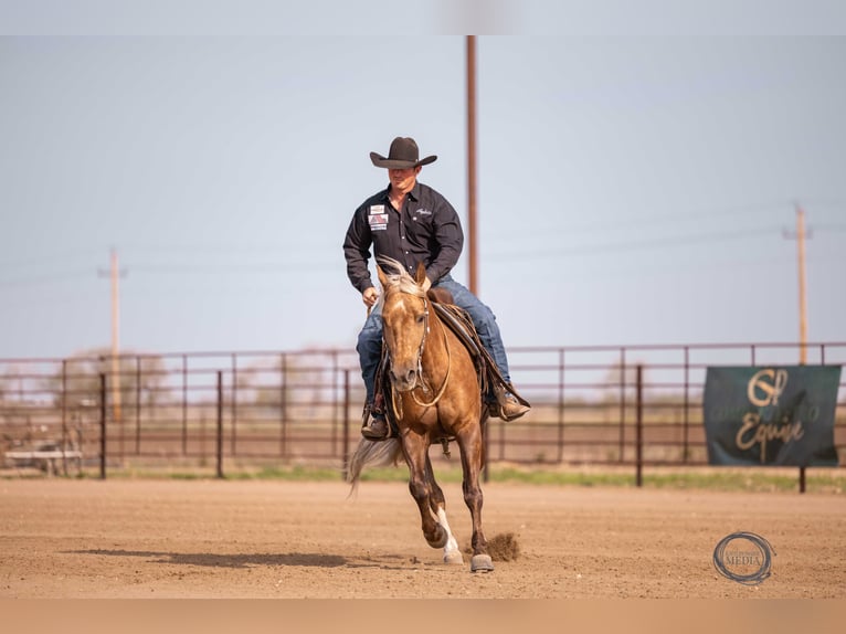 American Quarter Horse Castrone 5 Anni 150 cm Palomino in Canistota, SD