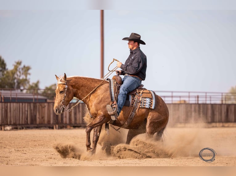 American Quarter Horse Castrone 5 Anni 150 cm Palomino in Canistota, SD