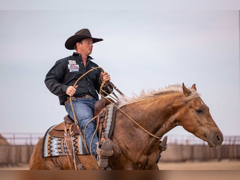 American Quarter Horse Castrone 5 Anni 150 cm Palomino in Canistota, SD