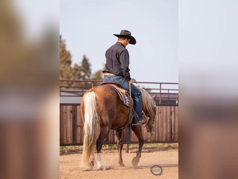 American Quarter Horse Castrone 5 Anni 150 cm Palomino in Canistota, SD