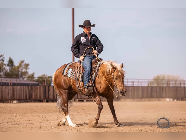 American Quarter Horse Castrone 5 Anni 150 cm Palomino in Canistota, SD