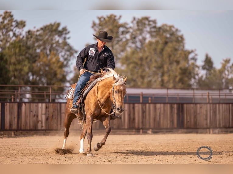 American Quarter Horse Castrone 5 Anni 150 cm Palomino in Canistota, SD