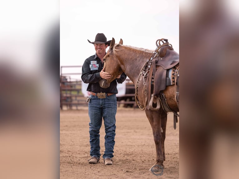 American Quarter Horse Castrone 5 Anni 150 cm Palomino in Canistota, SD