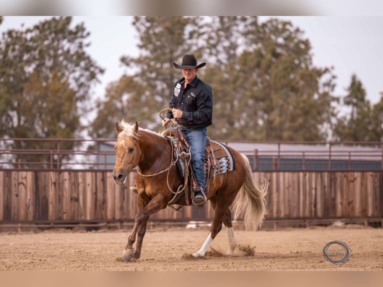 American Quarter Horse Castrone 5 Anni 150 cm Palomino in Canistota, SD