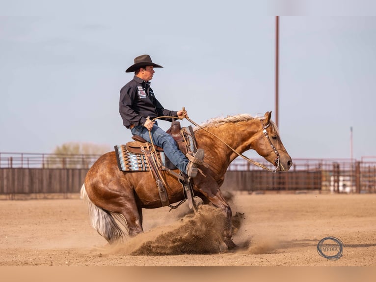 American Quarter Horse Castrone 5 Anni 150 cm Palomino in Canistota, SD