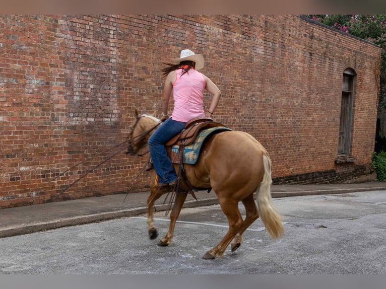 American Quarter Horse Castrone 5 Anni 150 cm Palomino in Rusk, TX