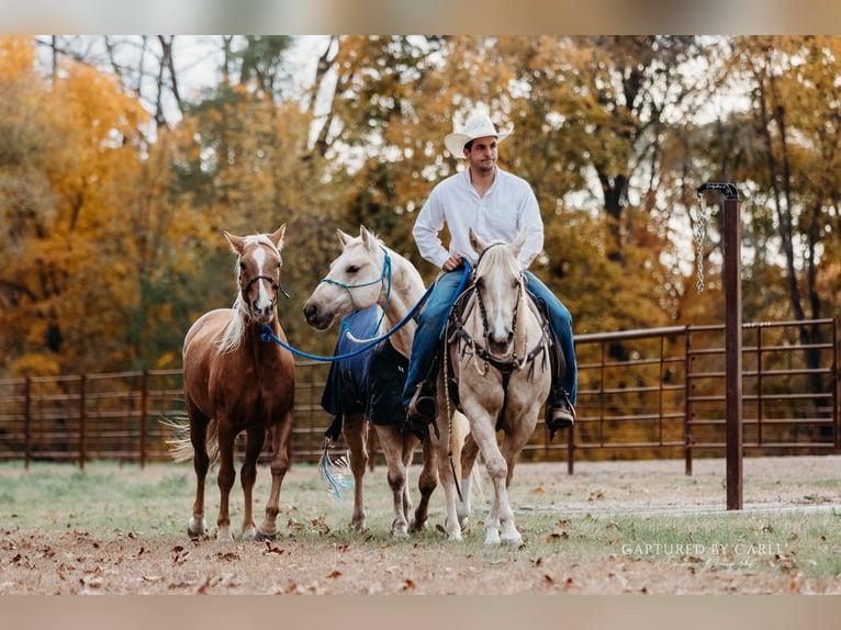 American Quarter Horse Castrone 5 Anni 150 cm Palomino in Lewistown
