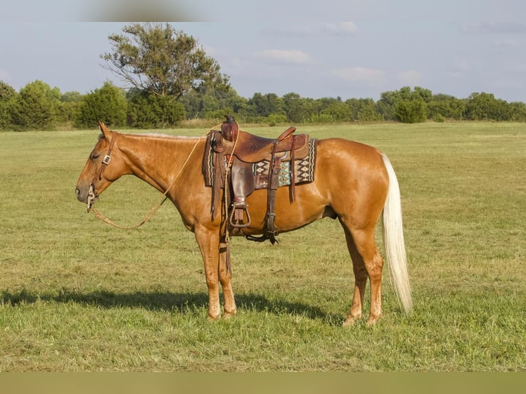 American Quarter Horse Castrone 5 Anni 150 cm Palomino in Buffalo, MO
