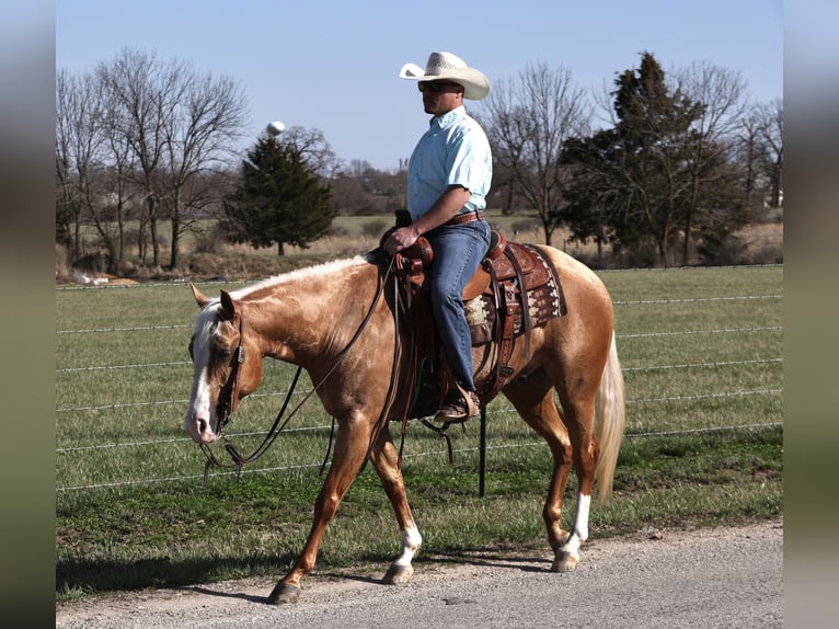 American Quarter Horse Castrone 5 Anni 150 cm Palomino in Buffalo