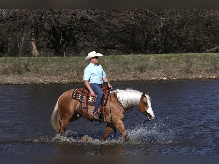 American Quarter Horse Castrone 5 Anni 150 cm Palomino in Buffalo