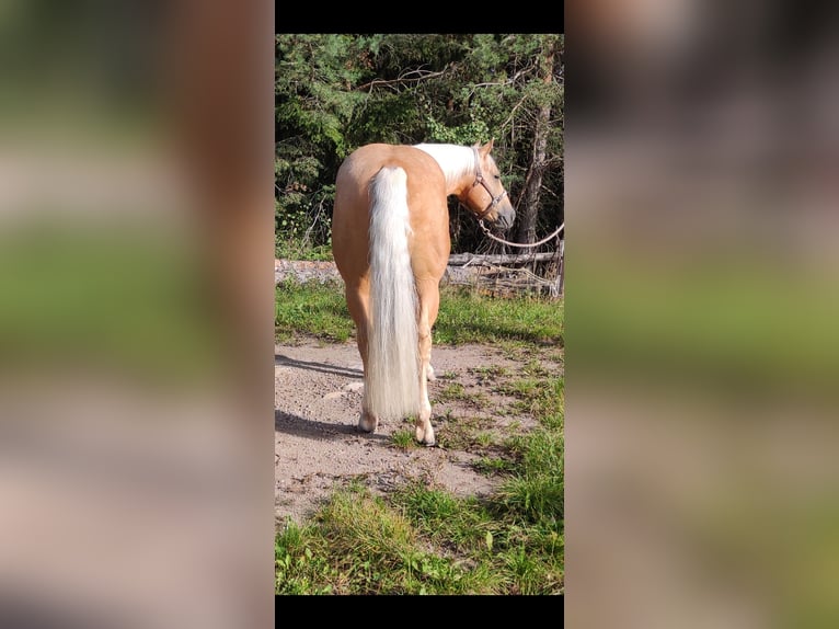 American Quarter Horse Castrone 5 Anni 150 cm Palomino in Steinegg