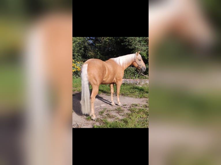 American Quarter Horse Castrone 5 Anni 150 cm Palomino in Steinegg