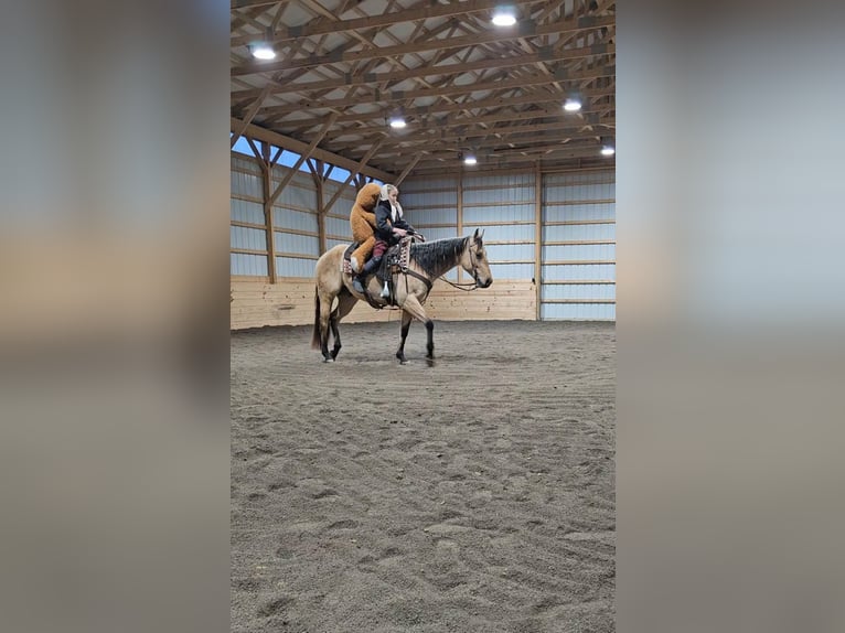 American Quarter Horse Castrone 5 Anni 150 cm Pelle di daino in Rebersburg