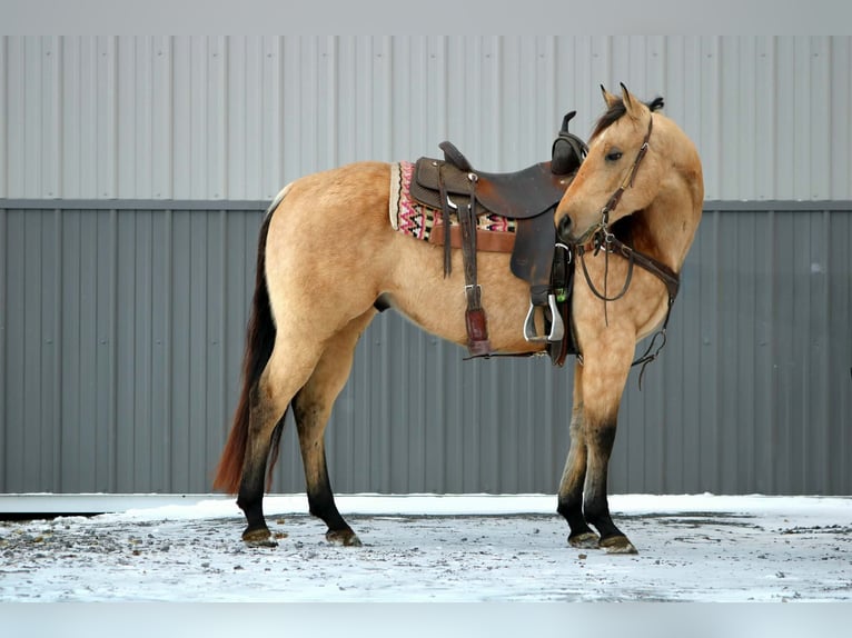 American Quarter Horse Castrone 5 Anni 150 cm Pelle di daino in Rebersburg