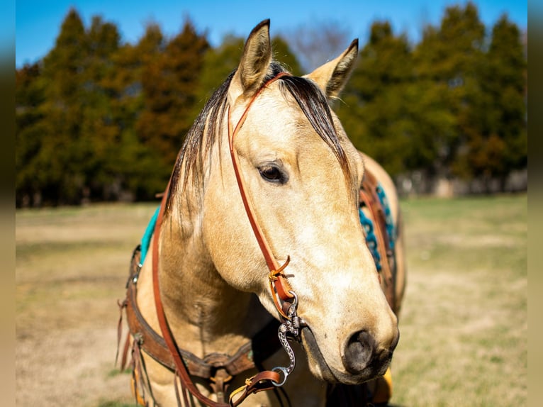 American Quarter Horse Castrone 5 Anni 150 cm Pelle di daino in Greenville Ky
