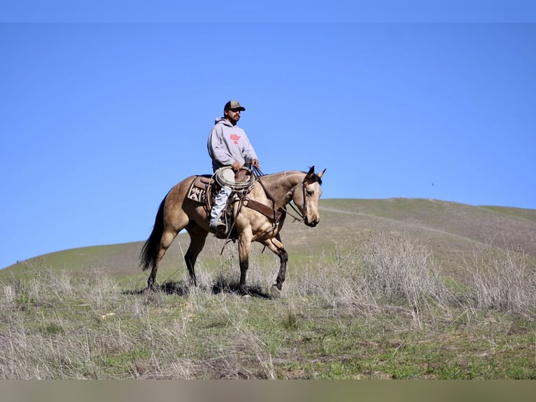 American Quarter Horse Castrone 5 Anni 150 cm Pelle di daino in Paicines CA