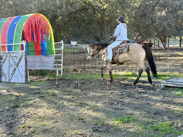 American Quarter Horse Castrone 5 Anni 150 cm Pelle di daino in Paicines CA