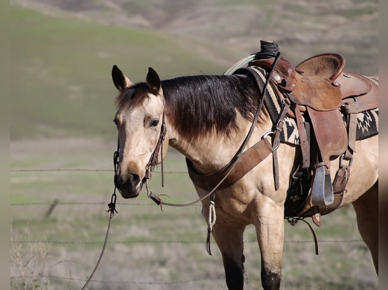 American Quarter Horse Castrone 5 Anni 150 cm Pelle di daino in Paicines CA