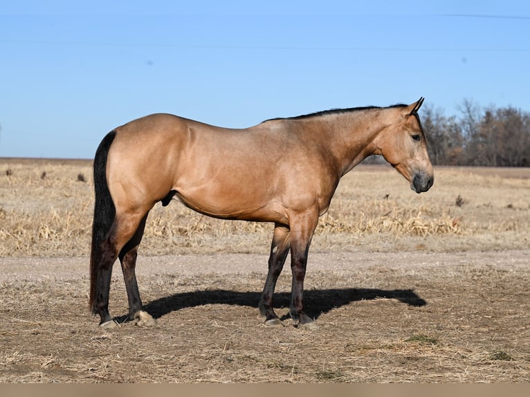 American Quarter Horse Castrone 5 Anni 150 cm Pelle di daino in Canistota, SD