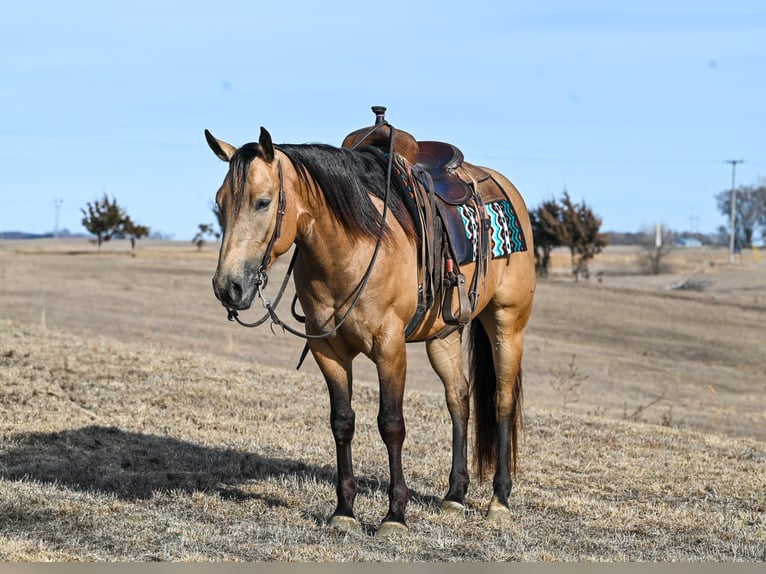 American Quarter Horse Castrone 5 Anni 150 cm Pelle di daino in Canistota, SD