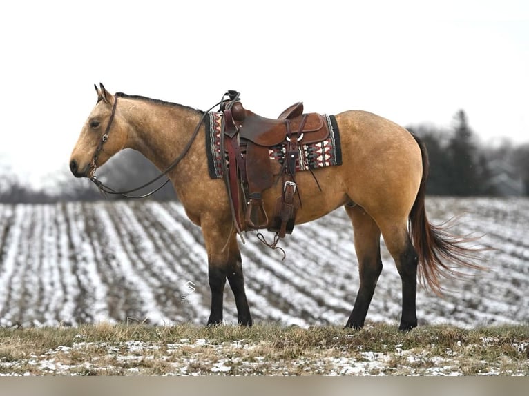 American Quarter Horse Castrone 5 Anni 150 cm Pelle di daino in Cannon Falls