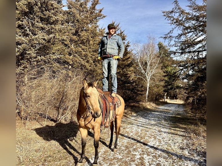 American Quarter Horse Castrone 5 Anni 150 cm Pelle di daino in Cannon Falls