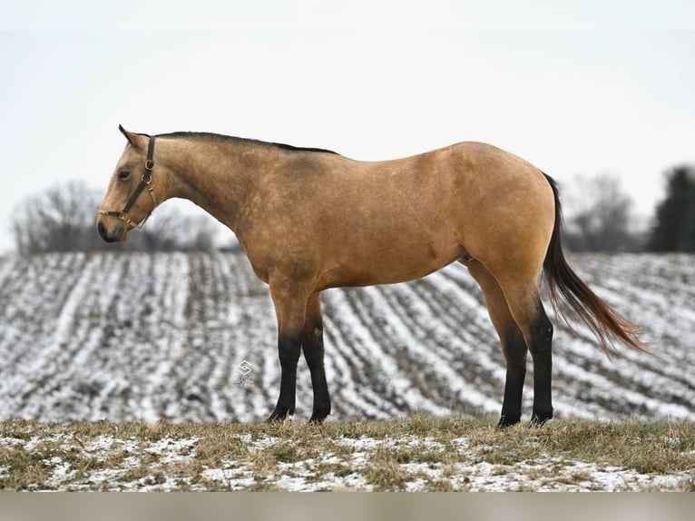 American Quarter Horse Castrone 5 Anni 150 cm Pelle di daino in Cannon Falls