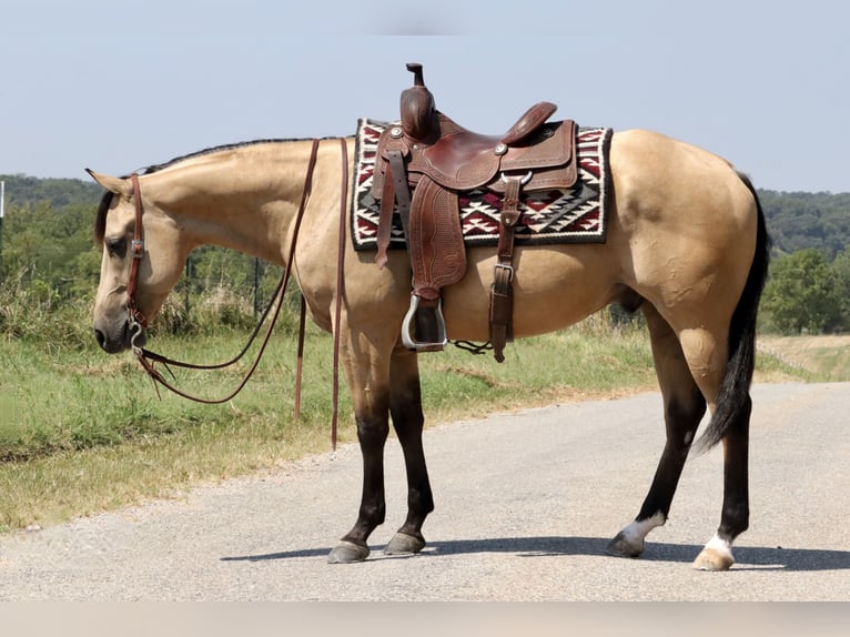 American Quarter Horse Castrone 5 Anni 150 cm Pelle di daino in Mount Vernon, MO