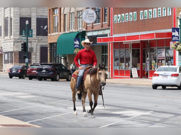 American Quarter Horse Castrone 5 Anni 150 cm Pelle di daino in Mount Vernon, MO