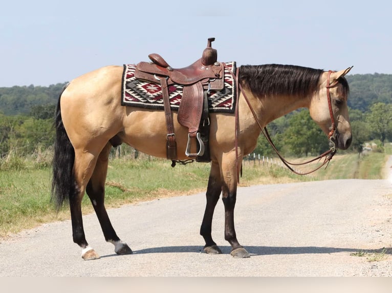 American Quarter Horse Castrone 5 Anni 150 cm Pelle di daino in Mount Vernon, MO