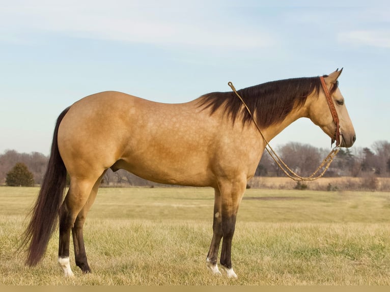 American Quarter Horse Castrone 5 Anni 150 cm Pelle di daino in Buffalo, MO