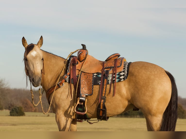 American Quarter Horse Castrone 5 Anni 150 cm Pelle di daino in Buffalo, MO