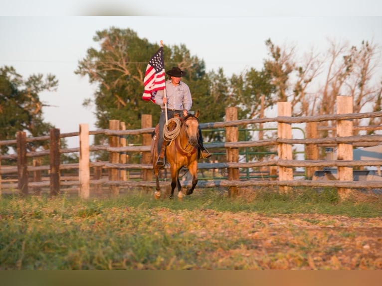 American Quarter Horse Castrone 5 Anni 150 cm Pelle di daino in Saint Anthony, ID