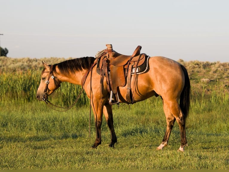 American Quarter Horse Castrone 5 Anni 150 cm Pelle di daino in Saint Anthony, ID