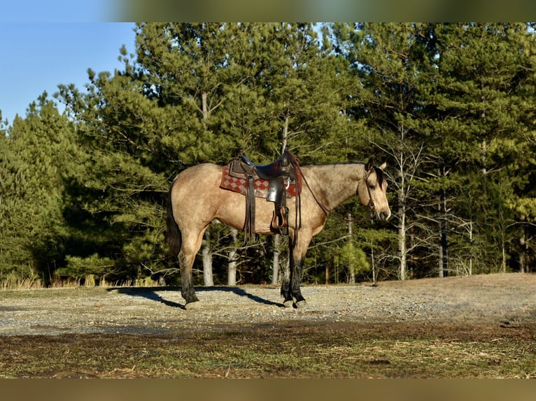 American Quarter Horse Castrone 5 Anni 150 cm Pelle di daino in Sweet Springs, MO