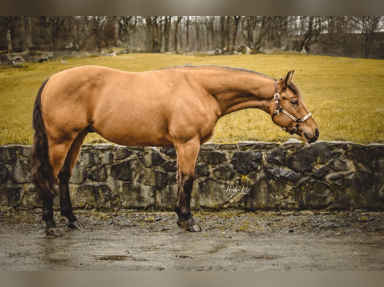 American Quarter Horse Castrone 5 Anni 150 cm Pelle di daino in Windeck