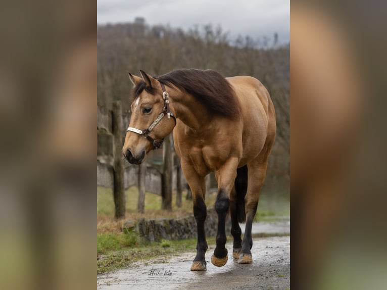 American Quarter Horse Castrone 5 Anni 150 cm Pelle di daino in Windeck