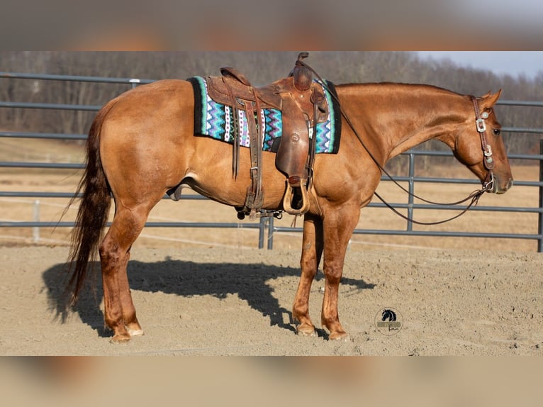 American Quarter Horse Castrone 5 Anni 150 cm Red dun in Fredericksburg