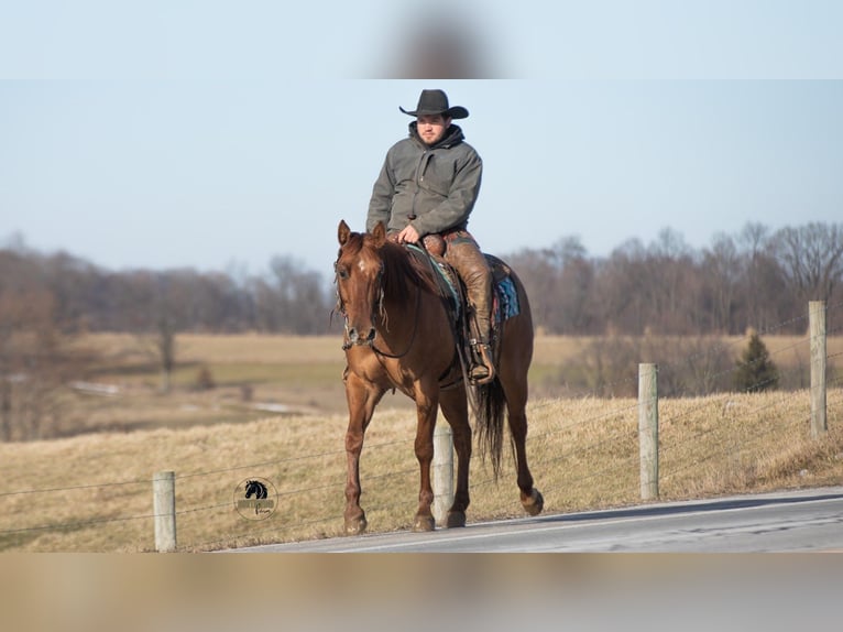 American Quarter Horse Castrone 5 Anni 150 cm Red dun in Fredericksburg