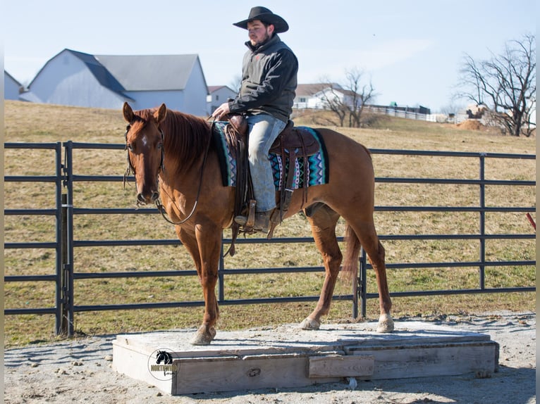 American Quarter Horse Castrone 5 Anni 150 cm Red dun in Fredericksburg