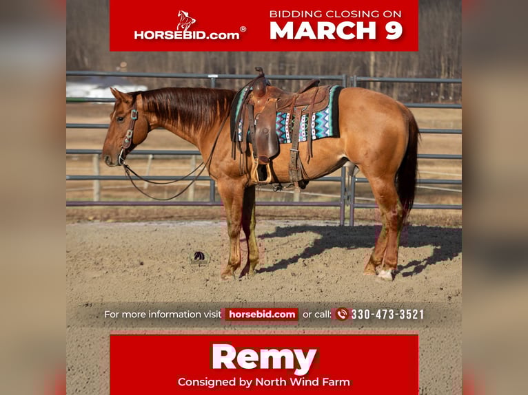 American Quarter Horse Castrone 5 Anni 150 cm Red dun in Fredericksburg