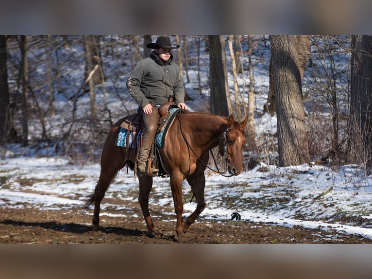 American Quarter Horse Castrone 5 Anni 150 cm Red dun in Fredericksburg