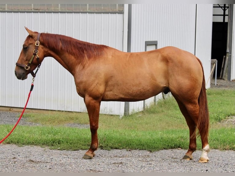American Quarter Horse Castrone 5 Anni 150 cm Red dun in Allentown, NJ