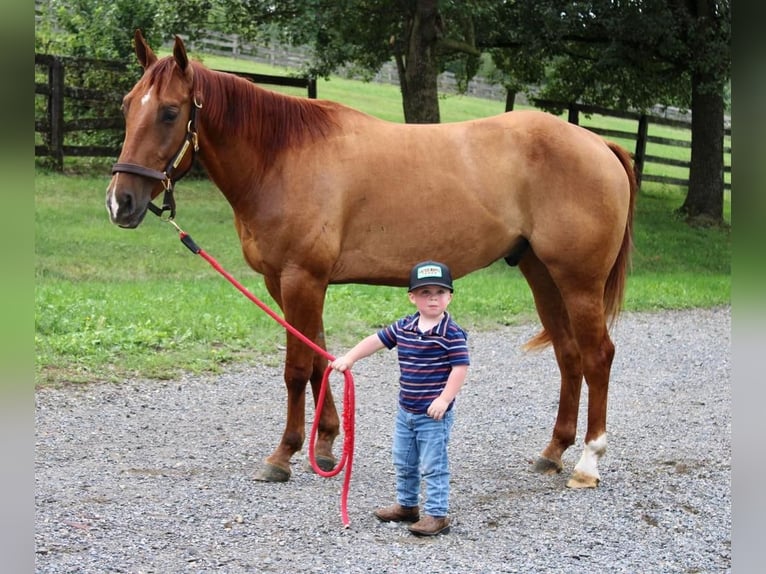 American Quarter Horse Castrone 5 Anni 150 cm Red dun in Allentown, NJ