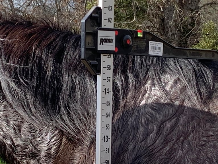 American Quarter Horse Castrone 5 Anni 150 cm Roano blu in Fresno CA