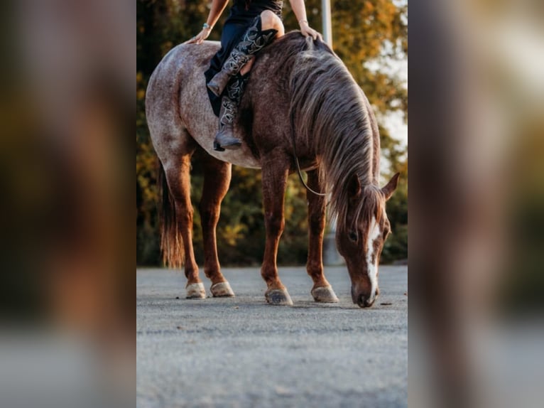 American Quarter Horse Castrone 5 Anni 150 cm Roano rosso in Lewistown, IL