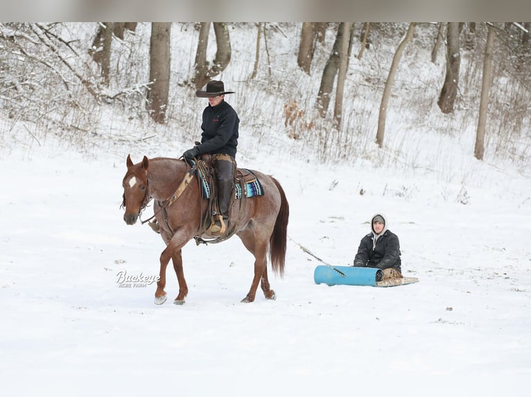 American Quarter Horse Castrone 5 Anni 150 cm Roano rosso in Millersburg