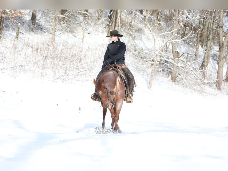 American Quarter Horse Castrone 5 Anni 150 cm Roano rosso in Millersburg