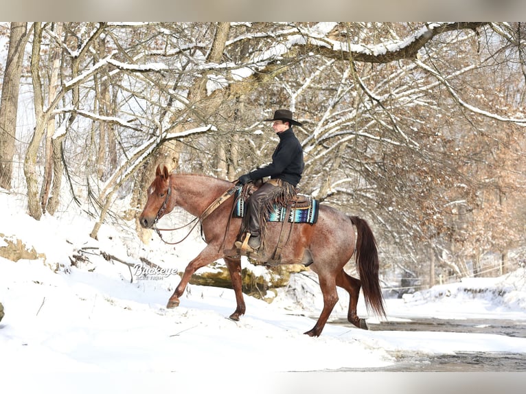 American Quarter Horse Castrone 5 Anni 150 cm Roano rosso in Millersburg